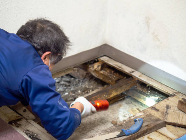 Best Industrial Mold Remediation in Middletown, CA
