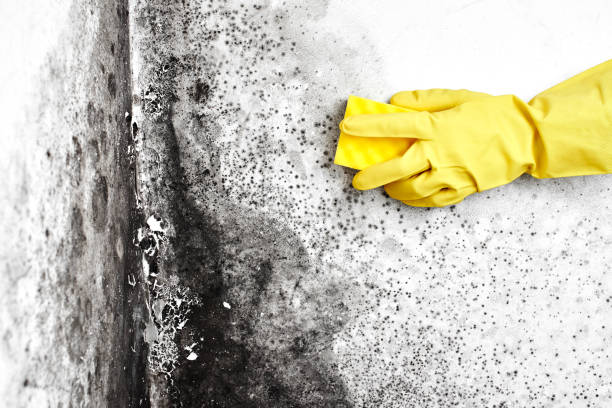 Best White Mold Remediation in Middletown, CA