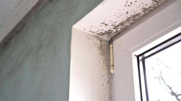 Best Mold Testing and Inspection Services in Middletown, CA