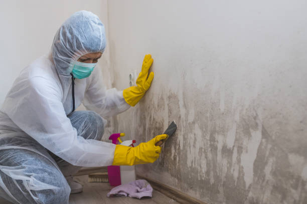 Best Residential Mold Remediation in Middletown, CA