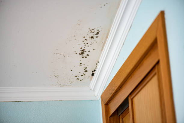Best Attic Mold Remediation in Middletown, CA