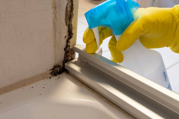 Best Commercial Mold Remediation in Middletown, CA