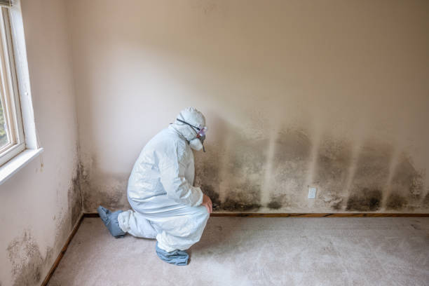 Best White Mold Remediation in Middletown, CA