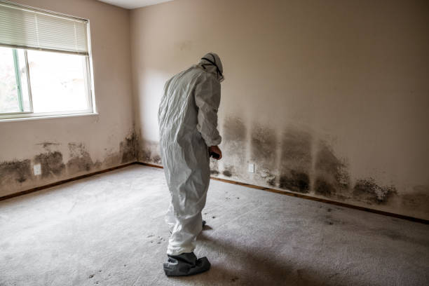 Best Mold Testing and Inspection Services in Middletown, CA