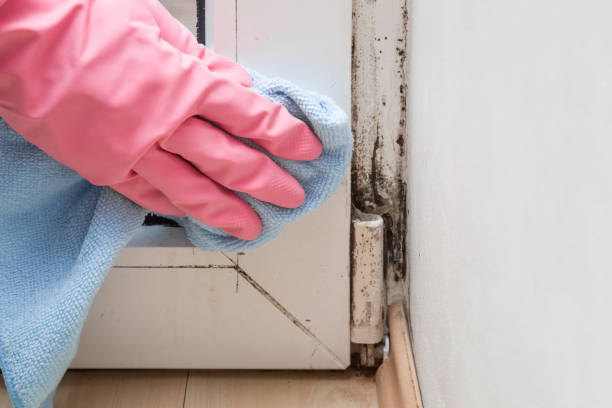Best DIY Mold Remediation Support Services in Middletown, CA