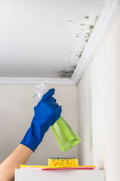 Best Localized Mold Remediation (e.g., coastal areas, humid climates) in Middletown, CA